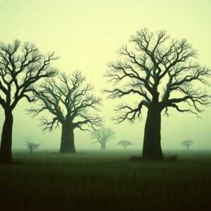 Dusk in the Baobab Instrumental